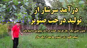 نتیجه قلمههای صنوبر بعد از یک...