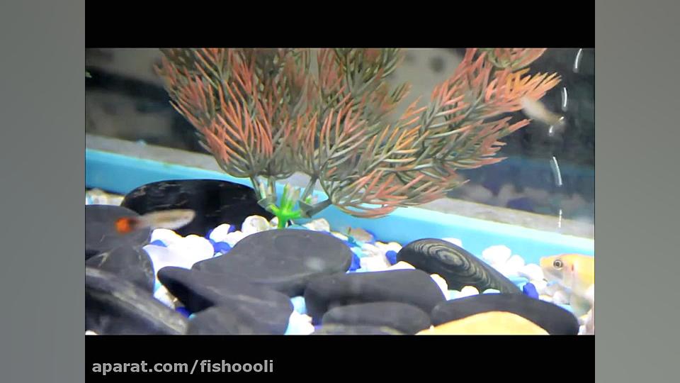 What is Wrong With My Guppies!...