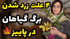 علت زرد شدن برگ گیاهان در پایی...