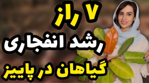 ۷ نکته طلایی رشد انفجاری گیاه...