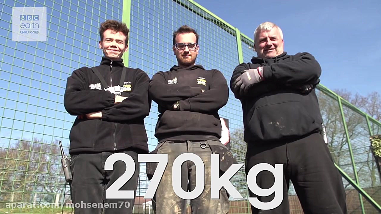 LION vs TIGER: Battle Of The B...