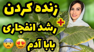 زنده کردن و رشد افنجاری باباآد...