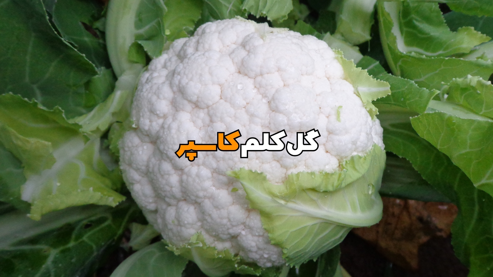 گل کلم کاسپر . Casper RZ F1