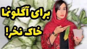 برای آگلونما خاک نخرین به جاش...