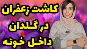 چجوری در خونه زعفرون بکاریم؟ ک...
