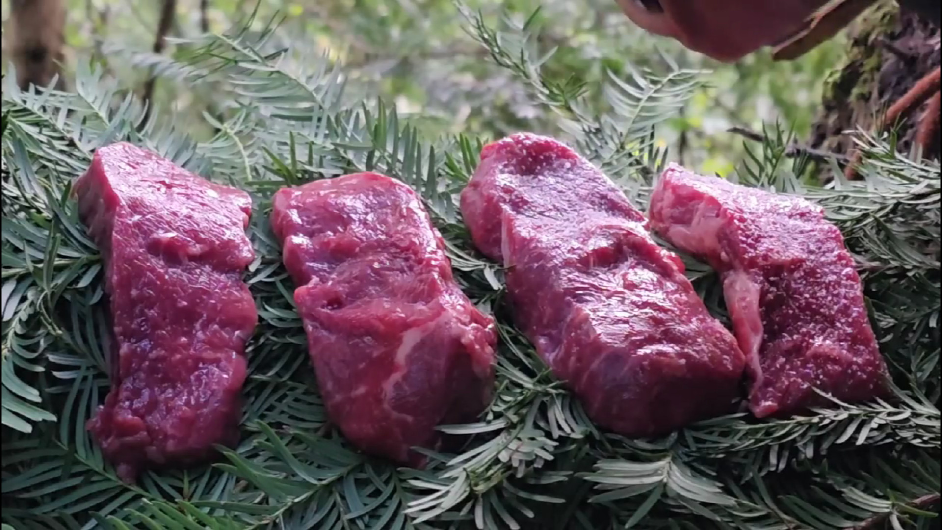 کمپینگ بقا و ساخت کلبه چوبی در...