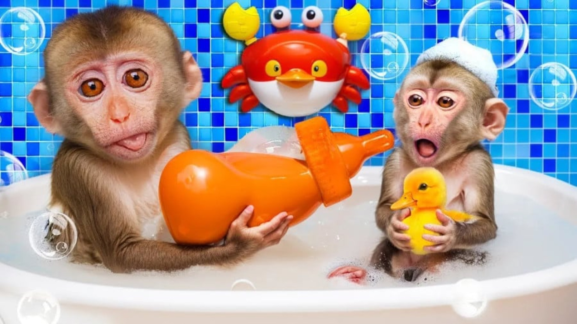 بچه میمون بازیگوش بازی سرگرمی...