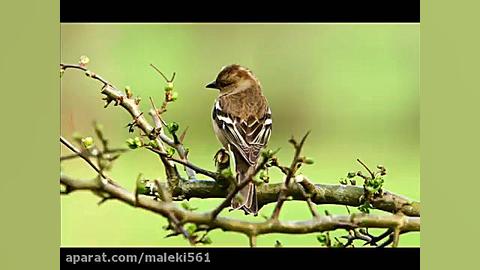 داستان زیبای ...گنجشک با خدا ق...