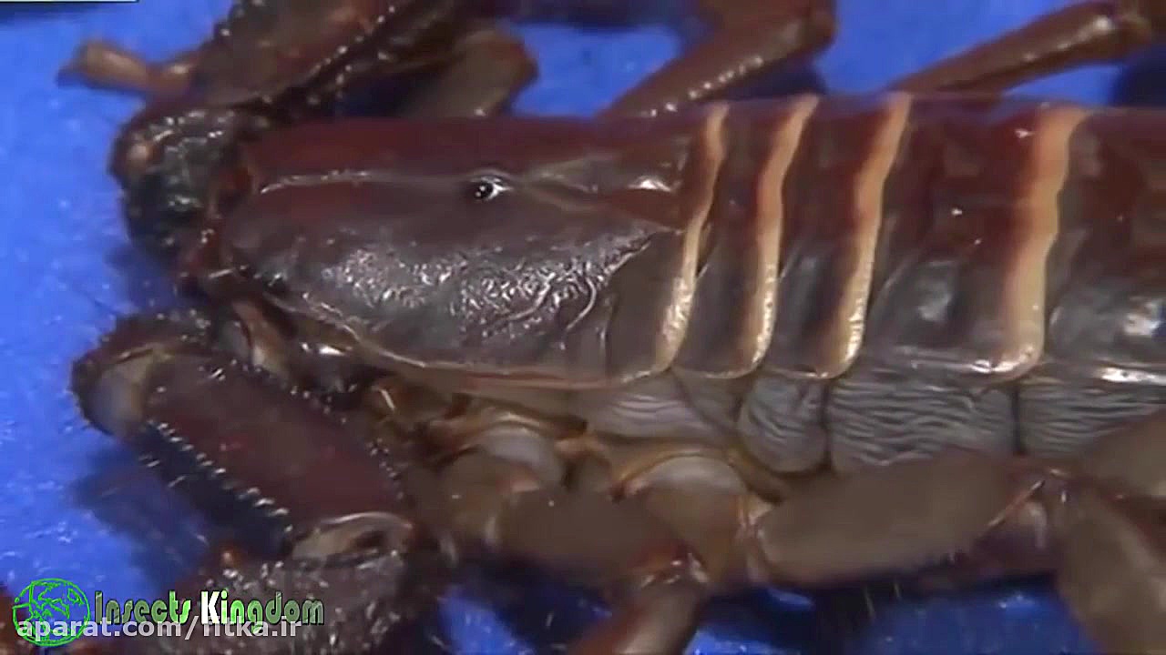 مبارزه عقرب با هزار پا