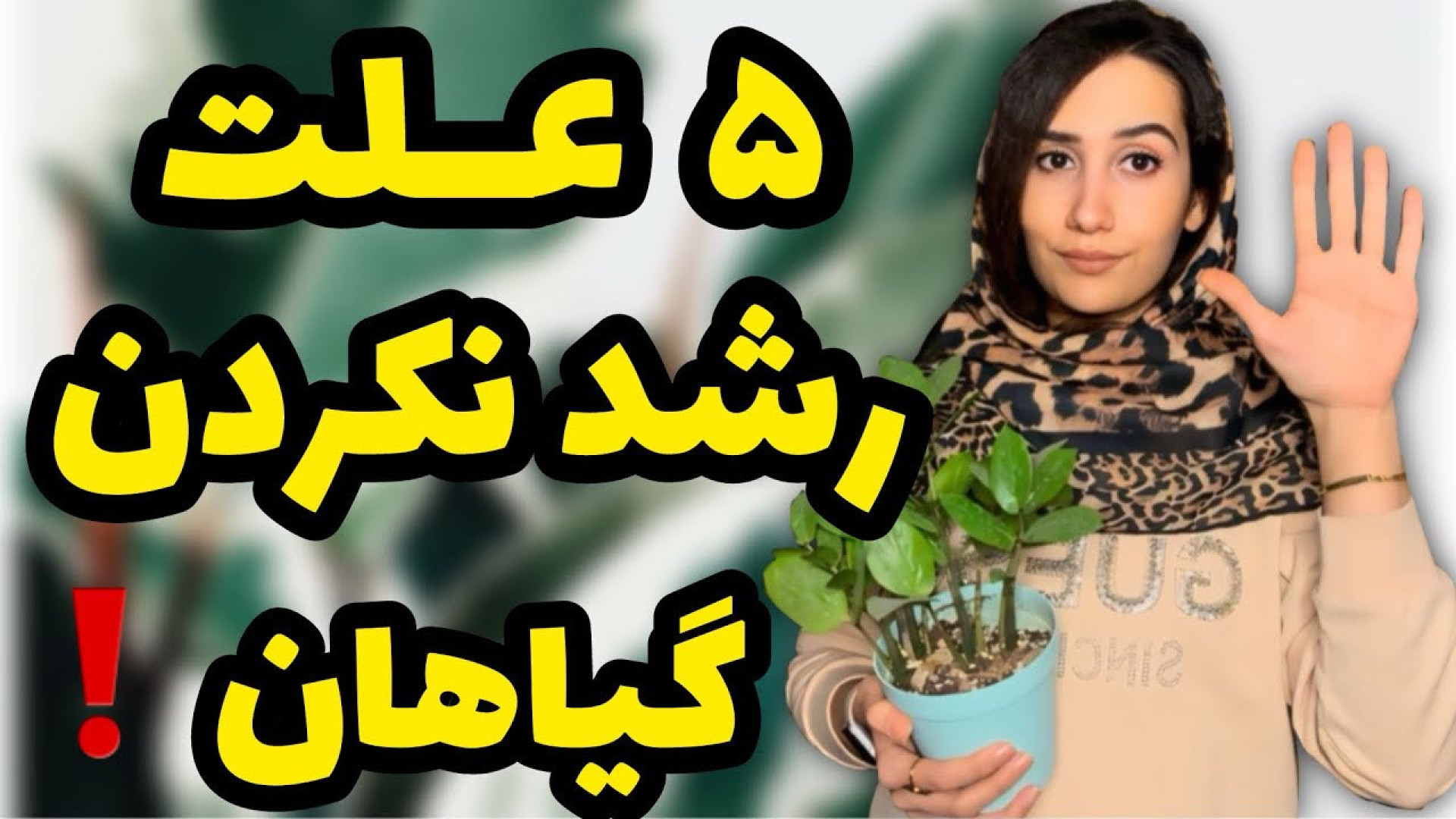 ۵ علت توقف رشد گیاهان آپارتمان...