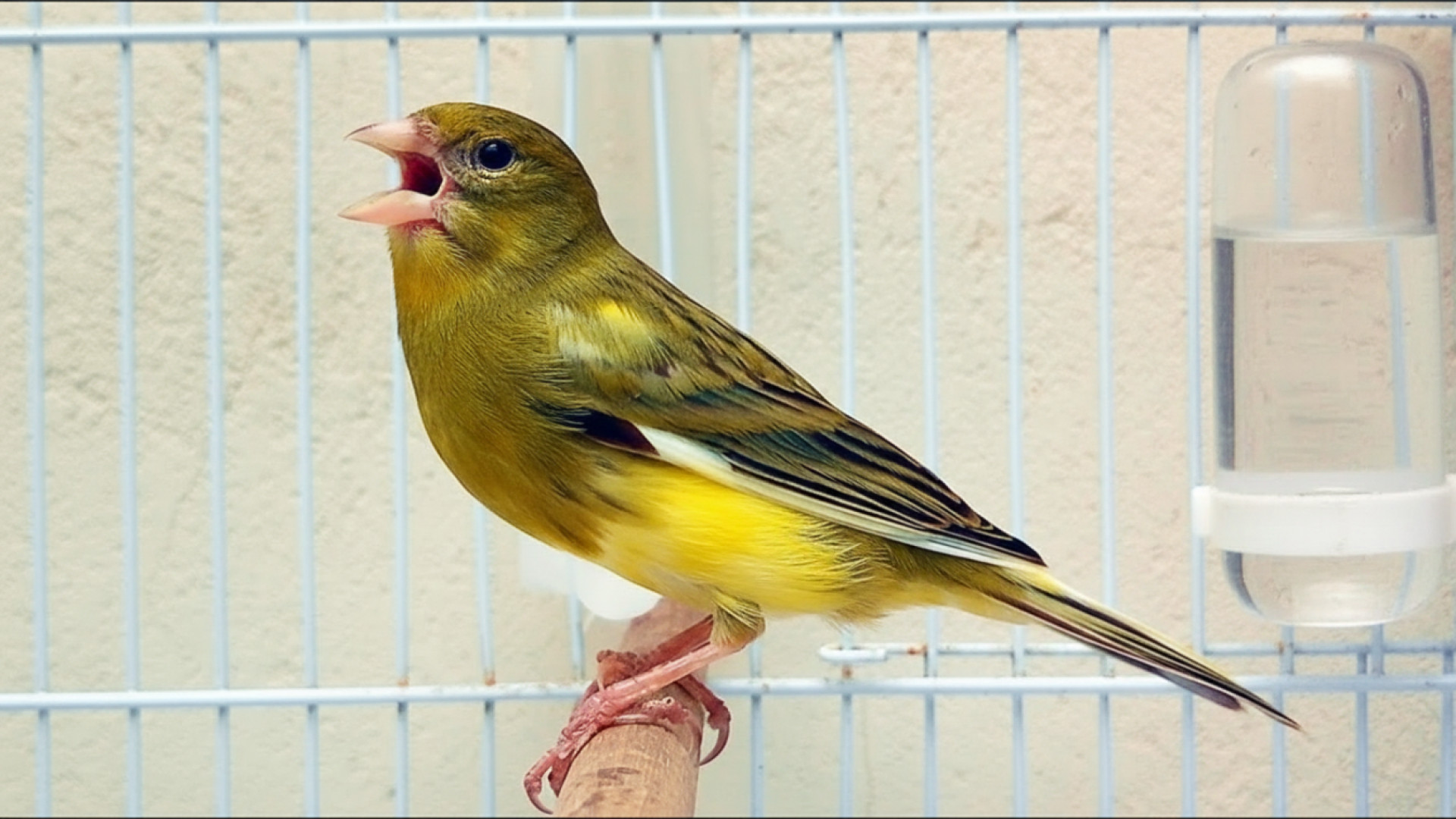 قناری خوش صدا ، قناری آواز خوا...