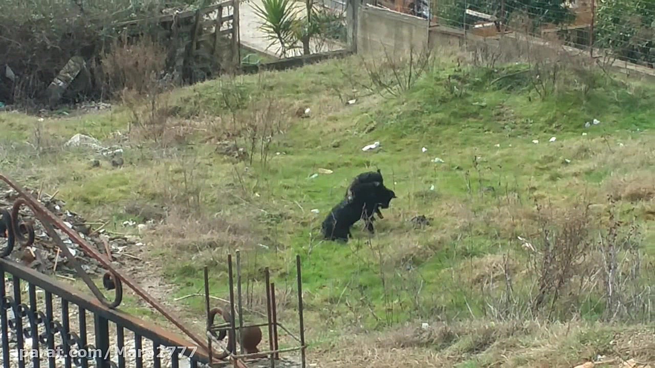 نبرد واقعی پیتبول با رتوایلر