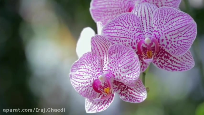  ادیت موزیک ادیت موسیقی کلیپ ا...