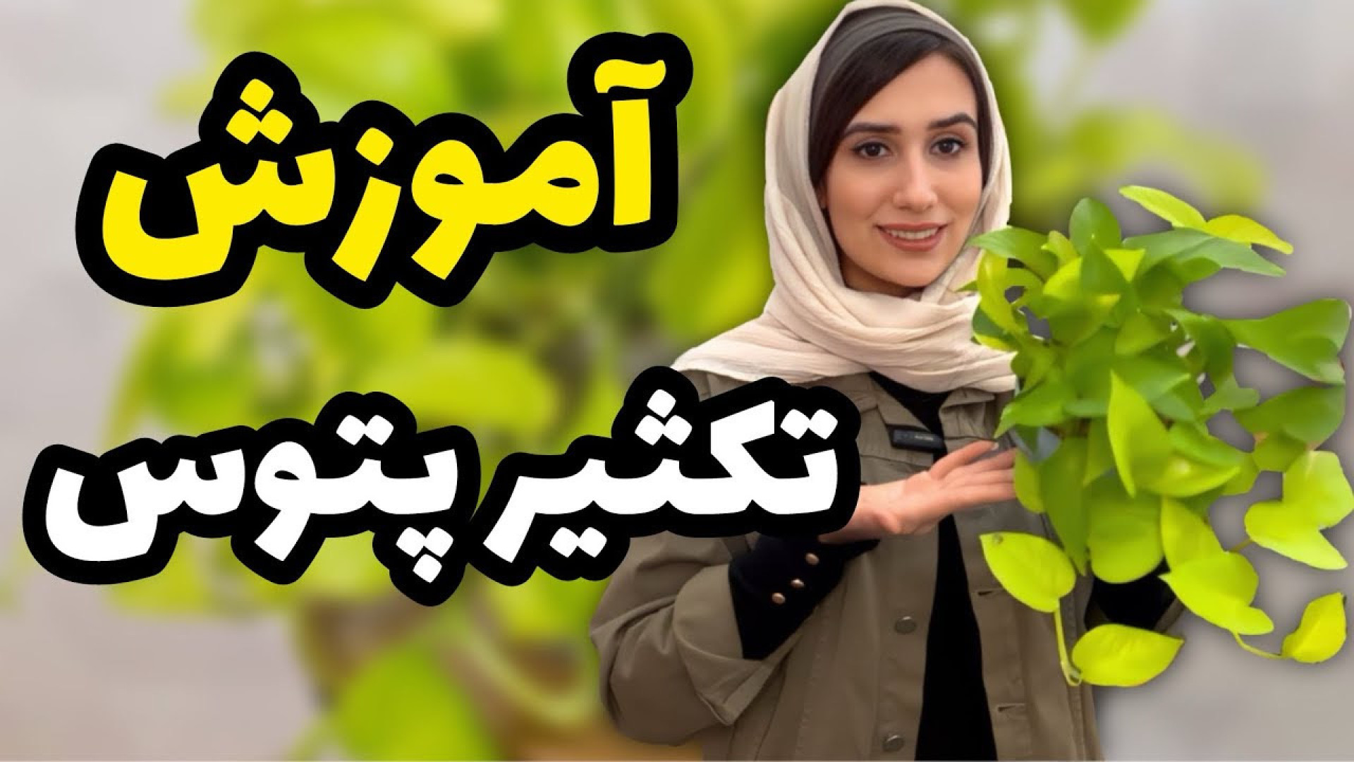 آموزش تکثیر ۱۰۰٪ پتوس به راحتی...