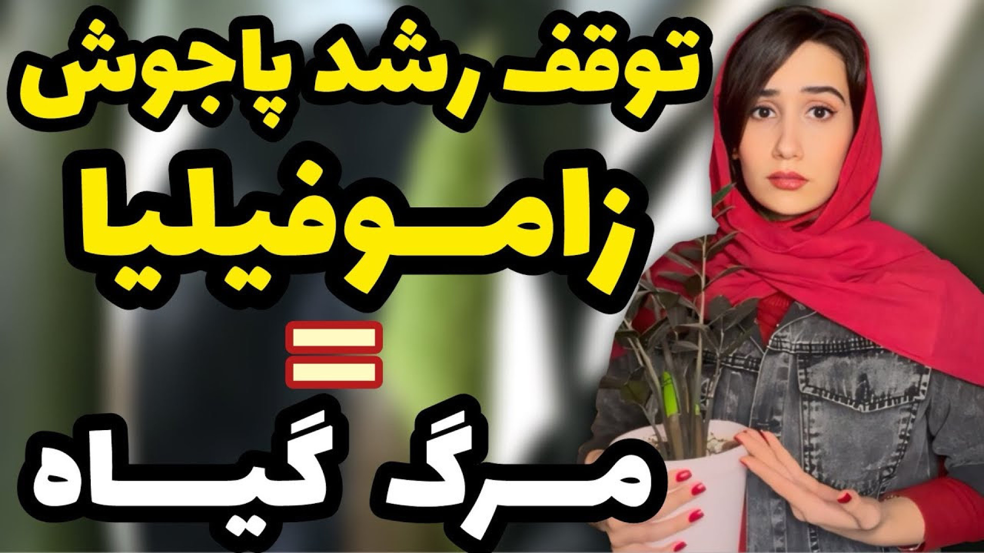 هشدار️توقف رشد پاجوش زاموفیلیا...