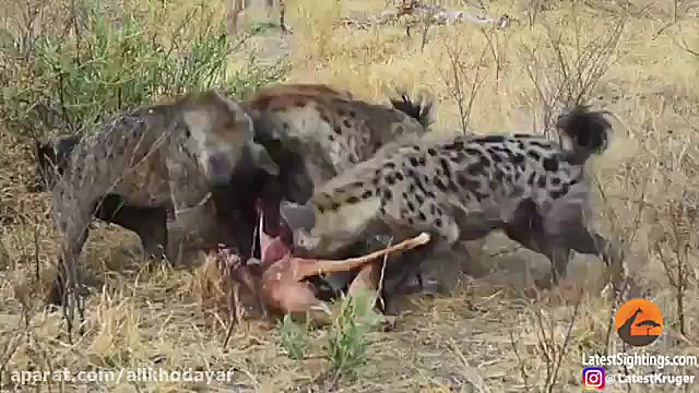 حمله وحشیانه کفتار ها به گوزن...