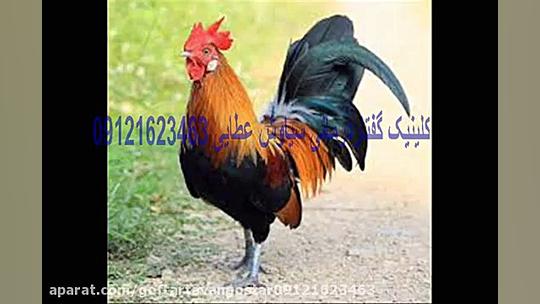 فیلم و نرم افزار آموزشی گفتارد...