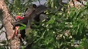 حمله عجیب شامپانزه ها به میمون...