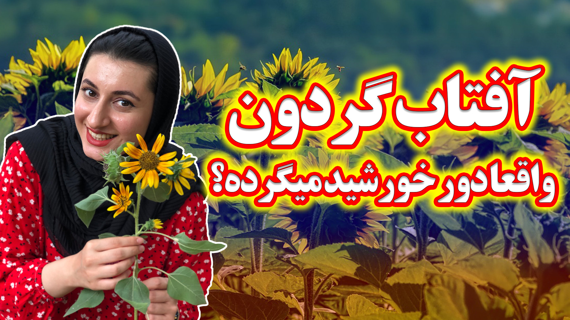 گل آفتابگردان چه جوری زندگی می...