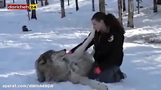 بازی دو دختر جوان با گرگ های و...