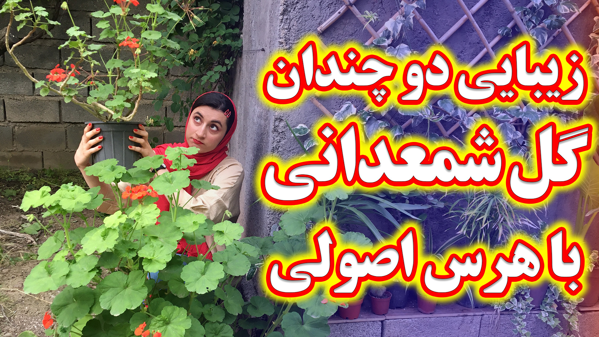 با یه قلمه از گل شمعدانی کل با...