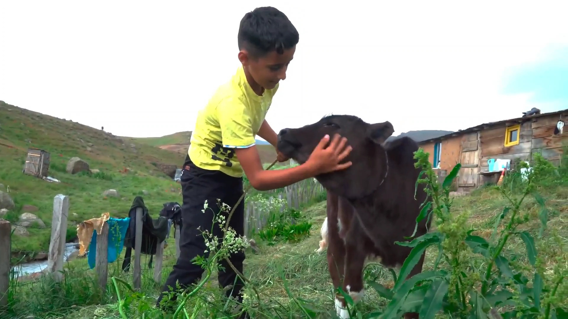 حس زندگی در دشتی سرسبز،از گله...