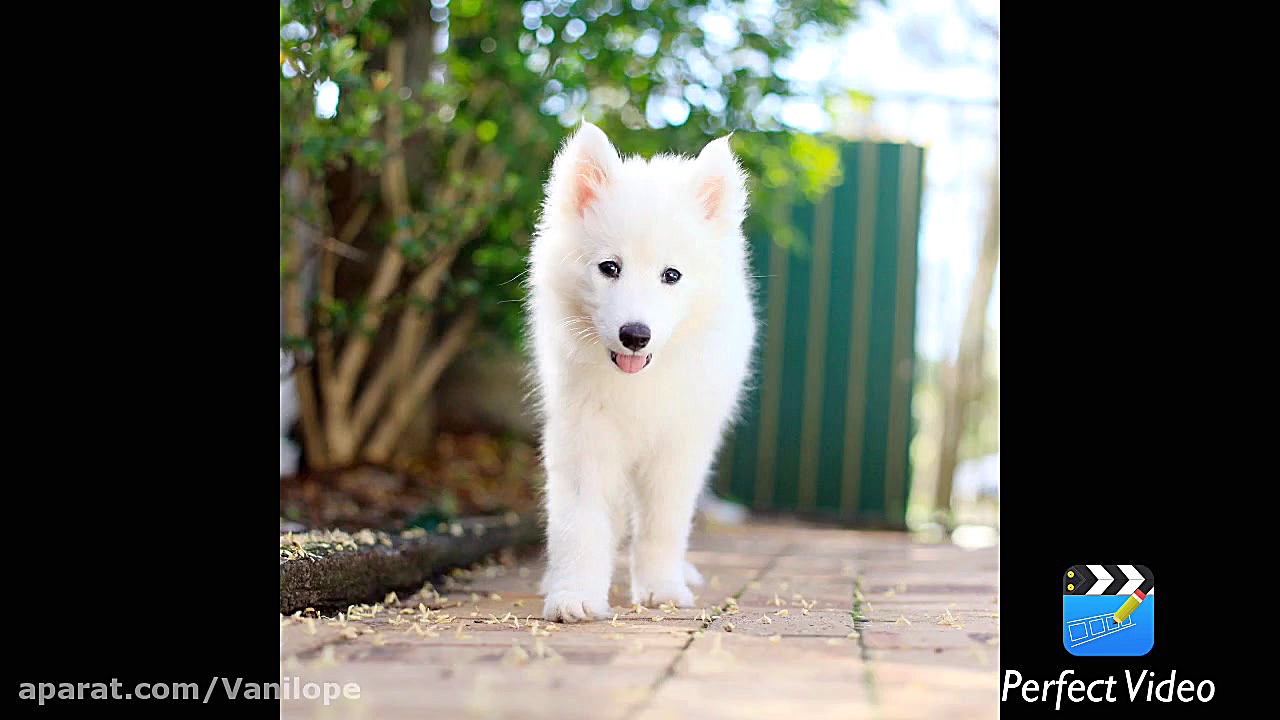 عكس حیوانات ناز ( پارت ٣)