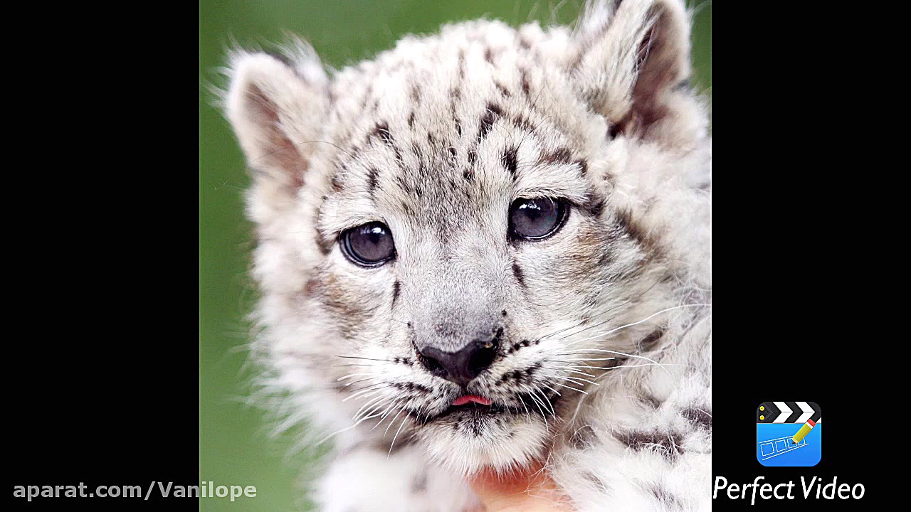 عكس حیوانات ناز (پارت ٤)