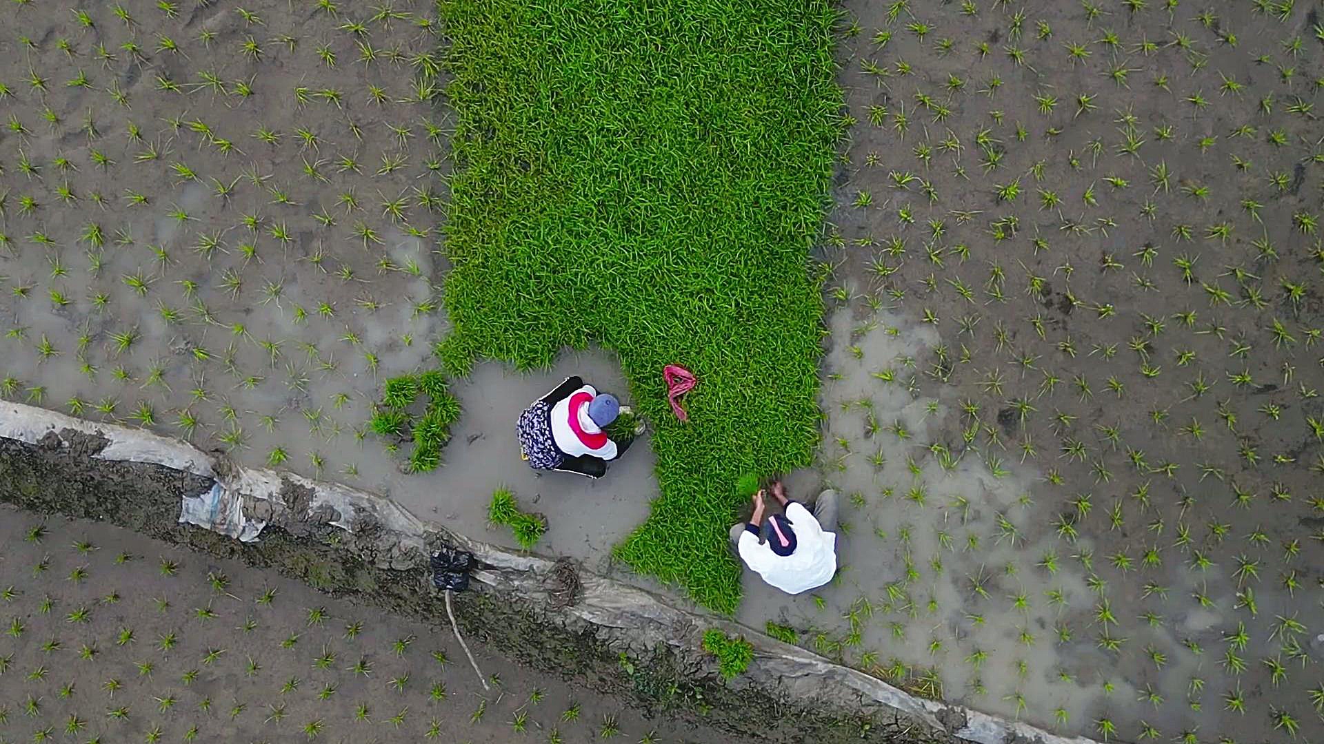 زندگی روستایی