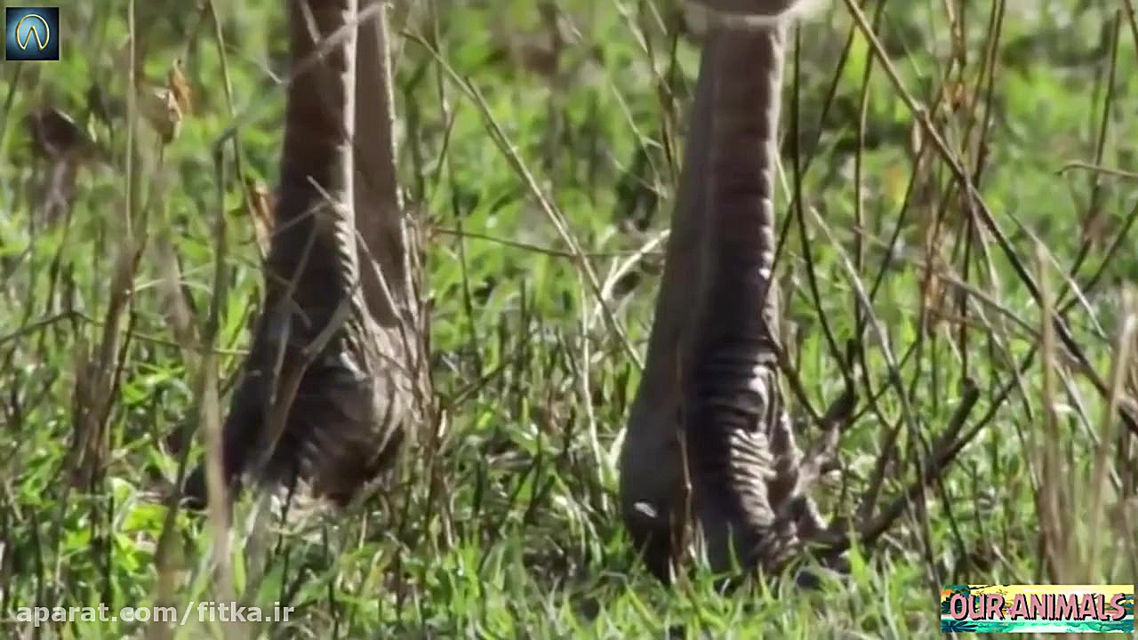 یوزپلنگ در مقابل شتر مرغ