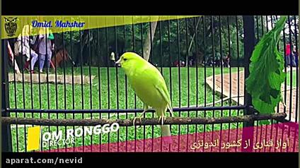 حتما تماشا کنید آواز بسیار زیب...