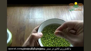 کاشتن و جوانه زدن ماش