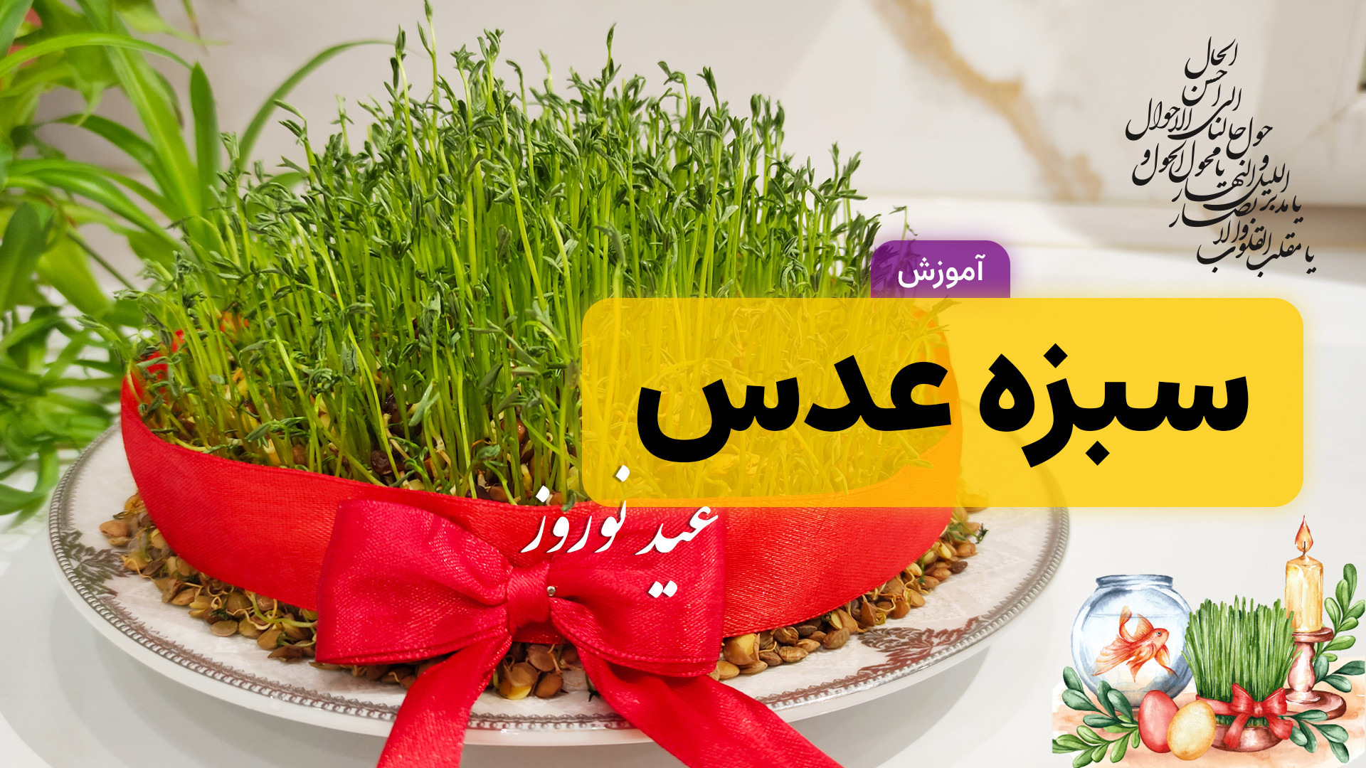 آموزش کاشت سبزه عدس | سبزه سفر...