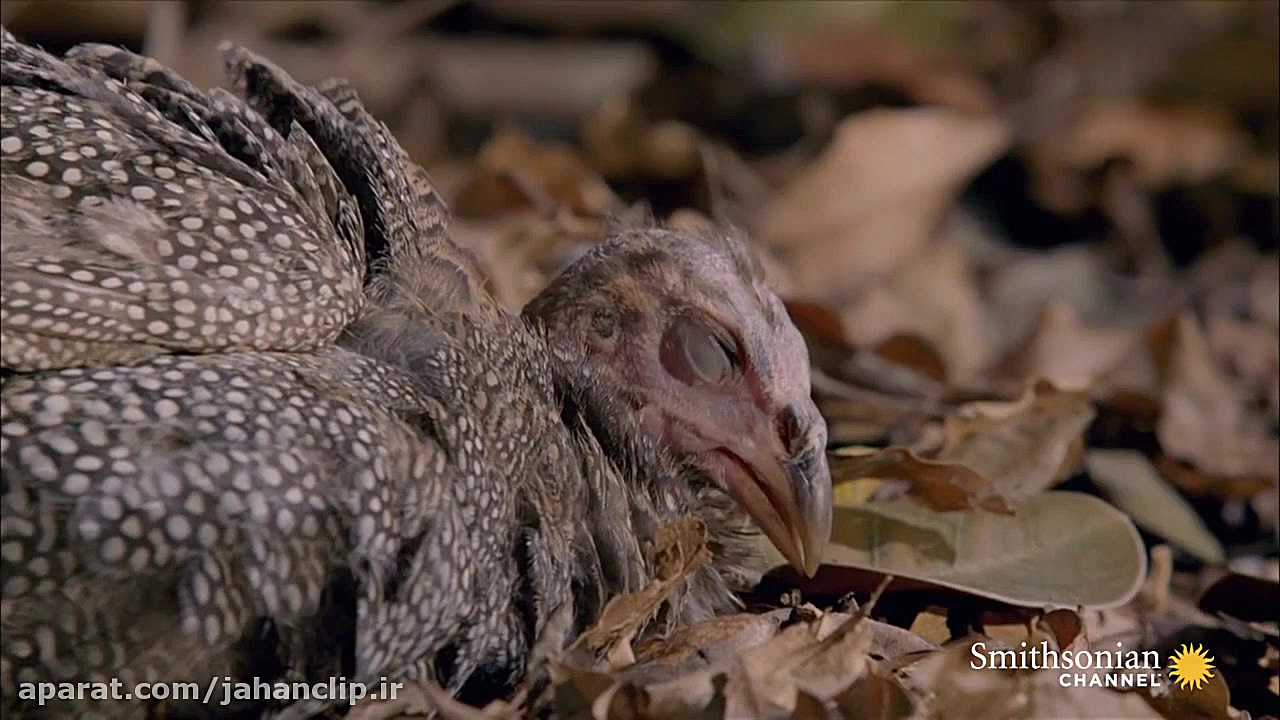 لحظه حمله مار زهرآگین به پرنده