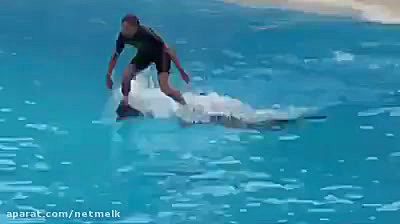 موج سواری روی دولفین ها