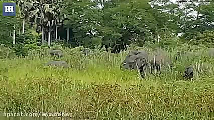 فیلم تمساحی که هوس خرطوم فیل ک...