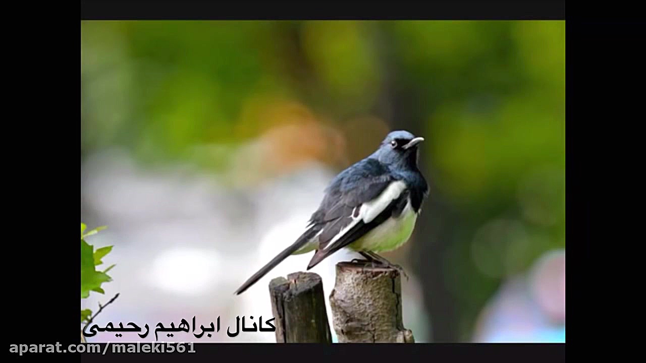 فایز دشتستانى جگر سوز