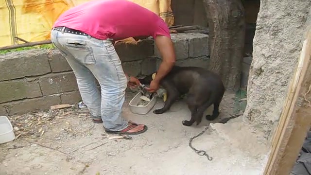 اشتیاق سگ برای غذا خوردن و نتی...