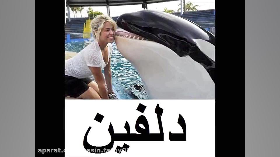 آموزش صدای حیوانات برای کودکان