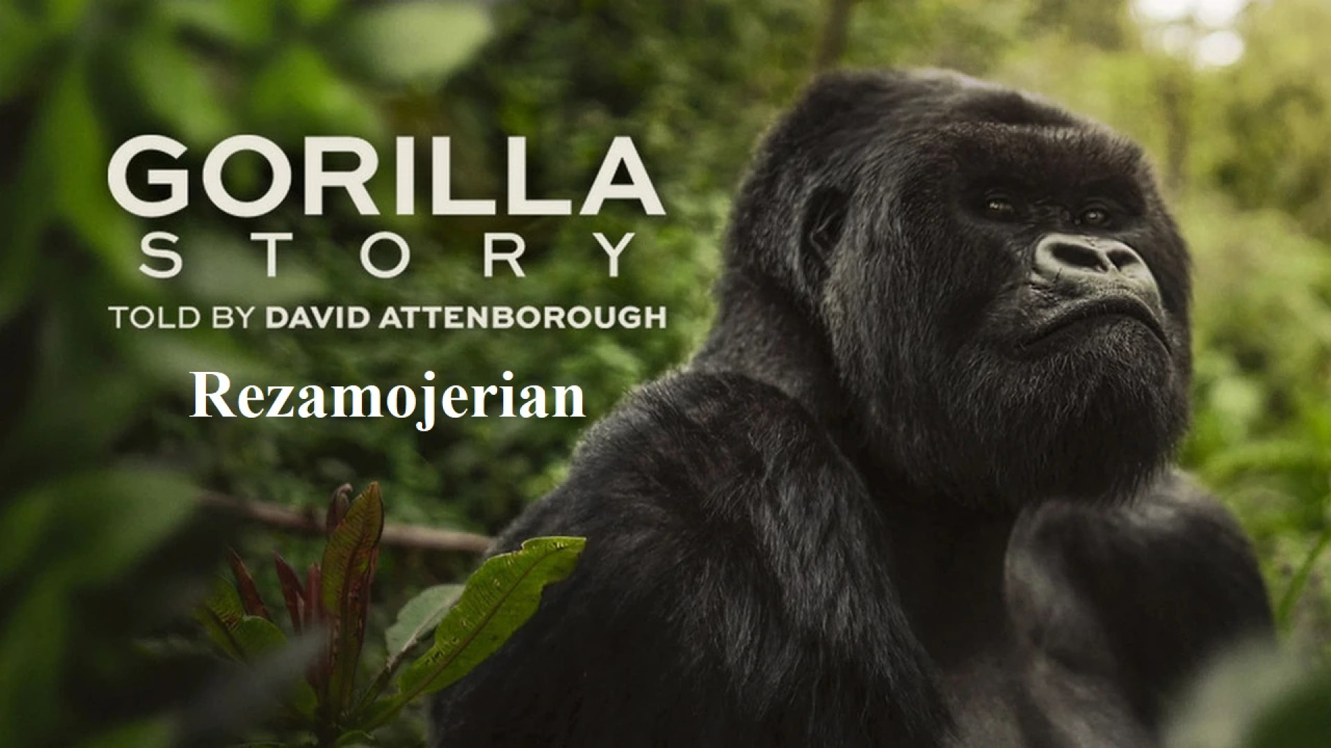 مستند داستان یک گوریل - 2026 A Gorilla Story: Told by David Attenborough زمان4657ثانیه