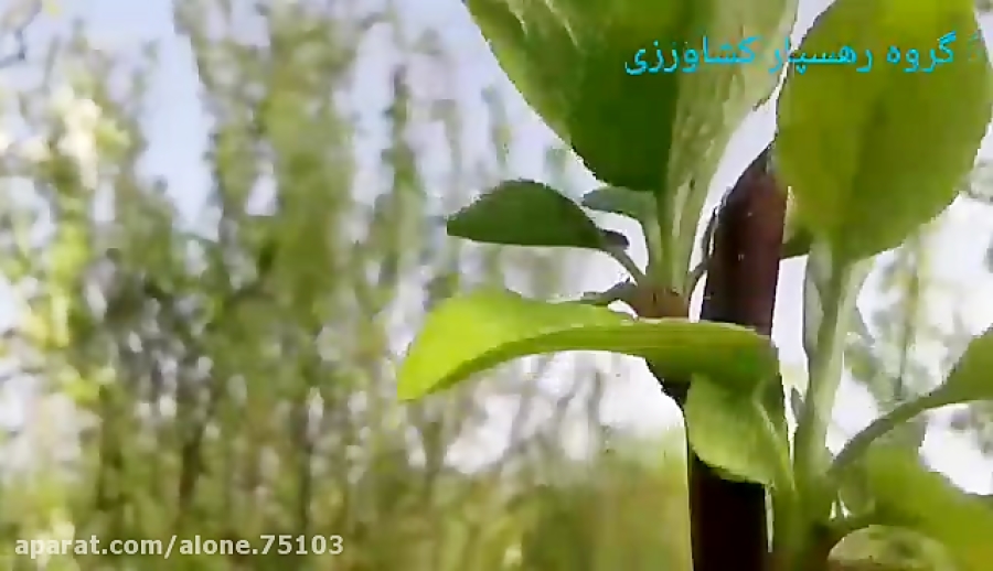 هرس سبز(تنک اختصاصی جوانه). عل...