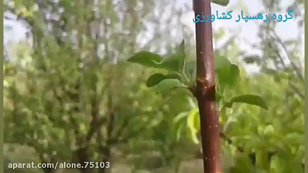 هرس سبز(تنک اختصاصی جوانه). عل...