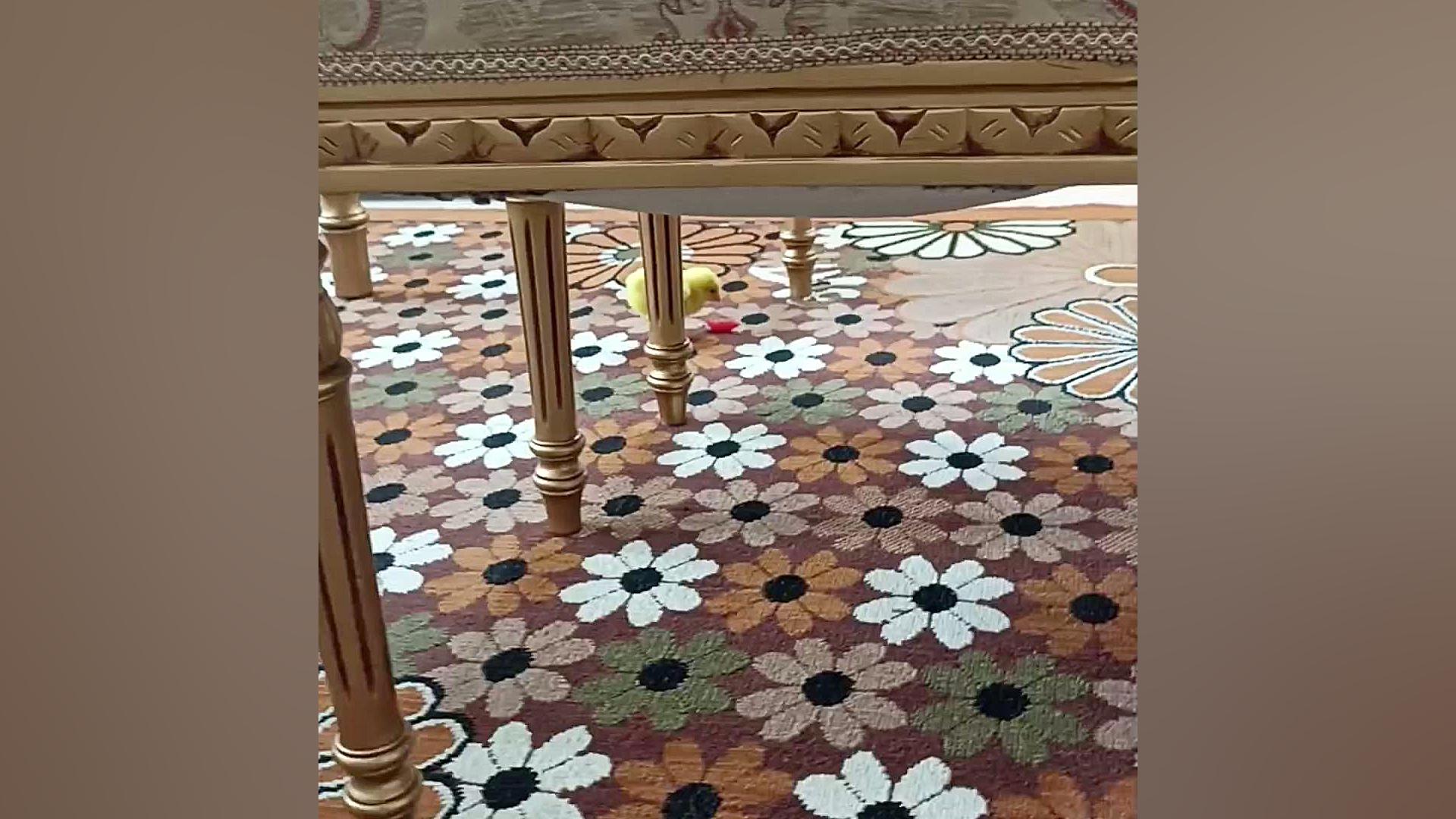 فیلم جوجه رنگی زمان31ثانیه