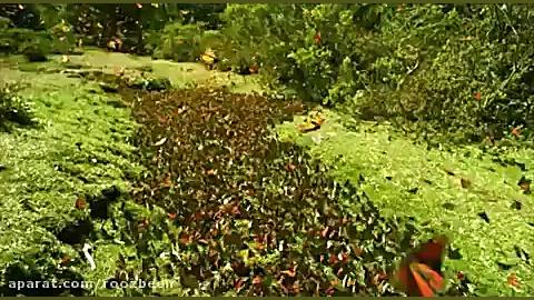 مناجاتی زیبا از خواجه عبدالله...