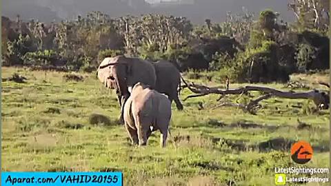 جنگ و نبرد دیدنی بین کرگدن و ف...