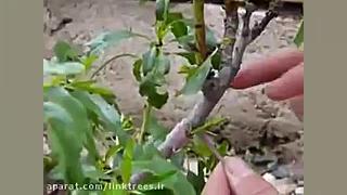 پیوند شکمی پیوند جوانه درخت زر...