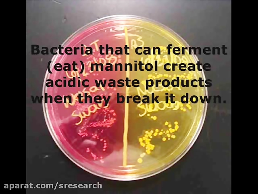 Mannitol Salt Agar (MSA) Bacte...