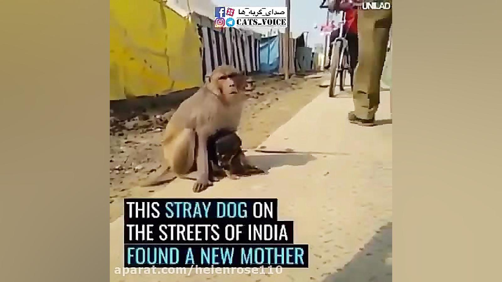 عشق ورزى میمون به سگ و دزدیدن...