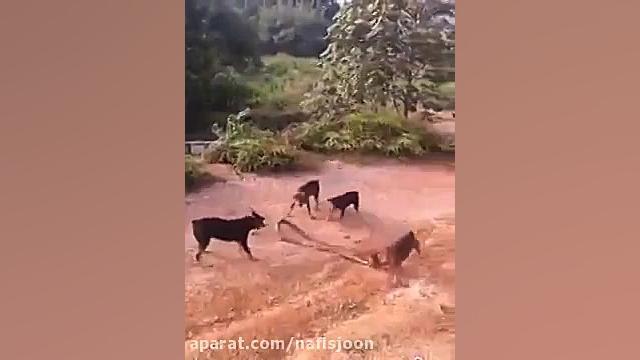 جدال سگ های وحشی با مار غول پی...