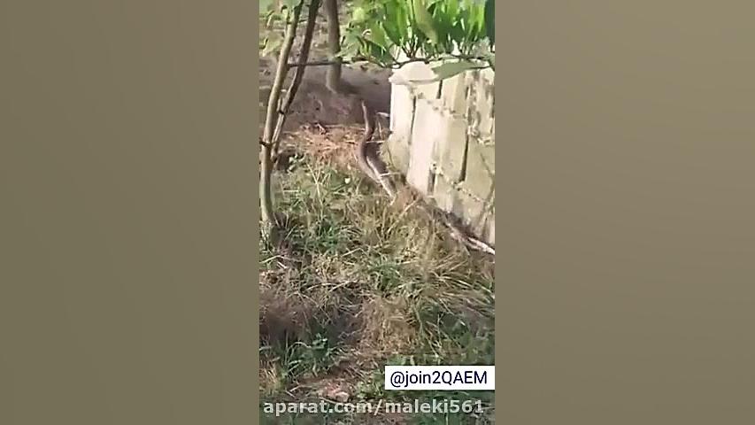 جفت گیری مارها در یکی از باغ ه...